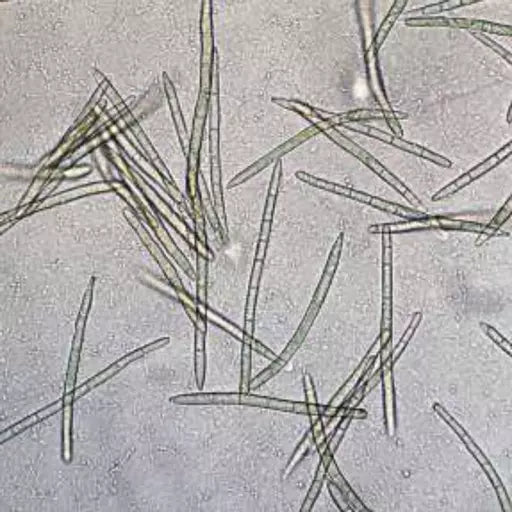 What are Spongilla Spicules?